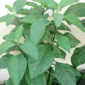 African bitterleaf STEMS, Onugbu, Etidot