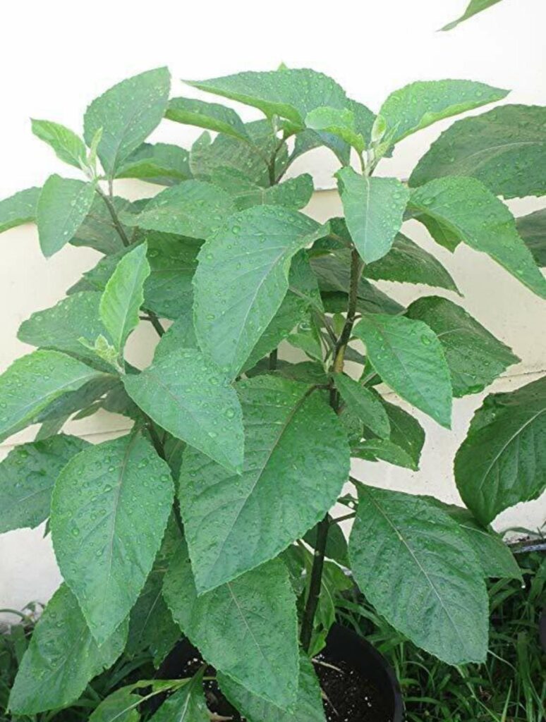 African bitterleaf