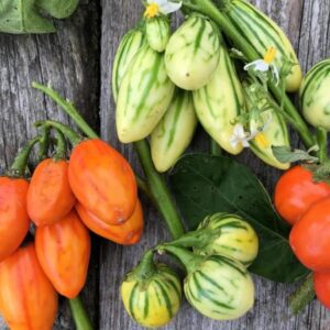 African garden egg seeds, Anyara, Toga eggplant