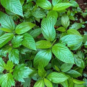 Ewedu seeds, Jute leaf seeds, Corchorus olitorius, Molokhia, Achingbara