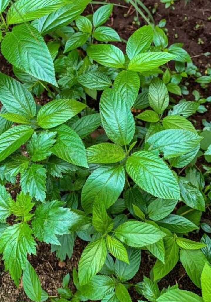 Ewedu, Jute leaf