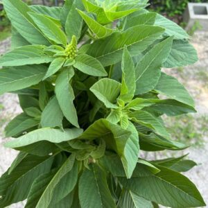 Nigerian green leaf seeds, Efo tete, Shoko, Amaranth, Efo Yanrin, Callaloo seeds