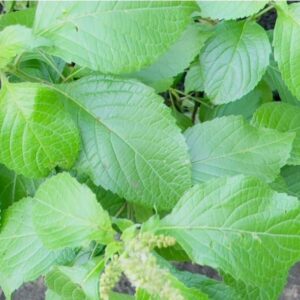 Scent leaf seeds, Nchanwu, Ntong, Holy basil, Fiver tea seeds
