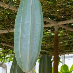 E-BOOK: HOW TO SUCCESSFULLY GROW UGU IN DIASPORA