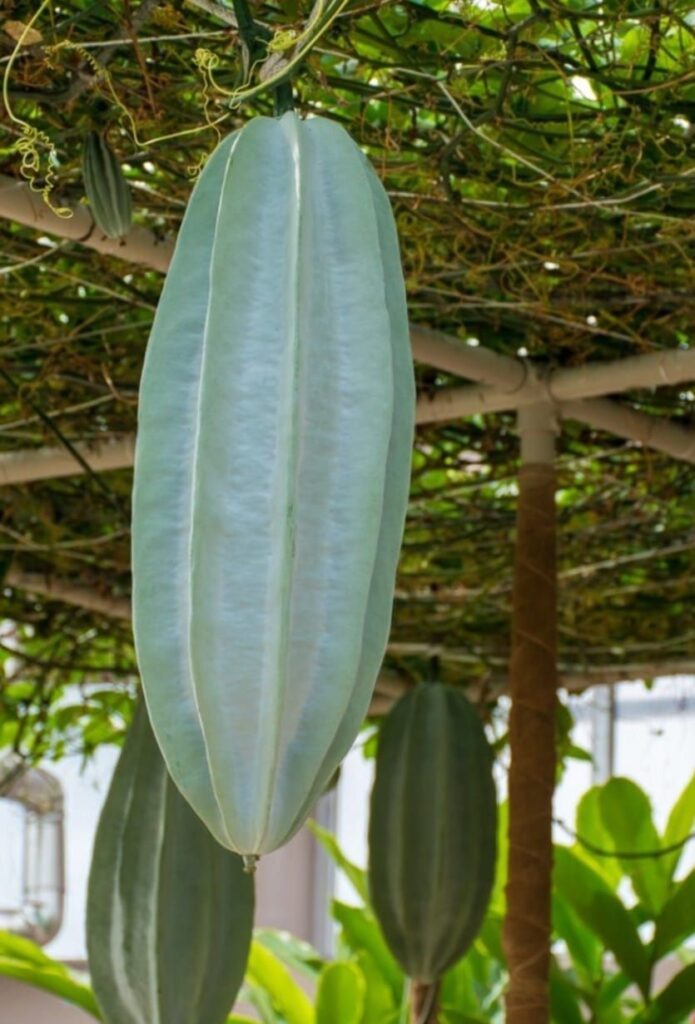 Ugu seeds (fluted pumpkin), Ikong ubong 2