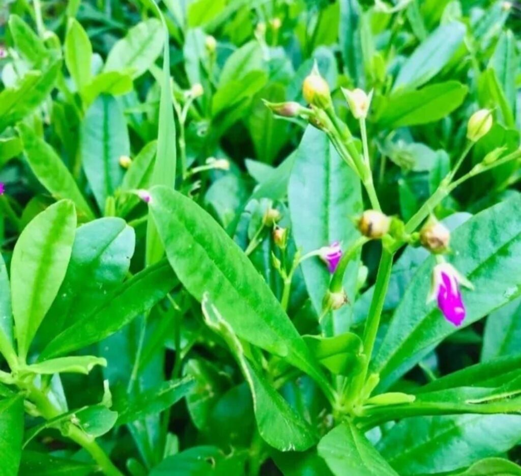 waterleaf 3