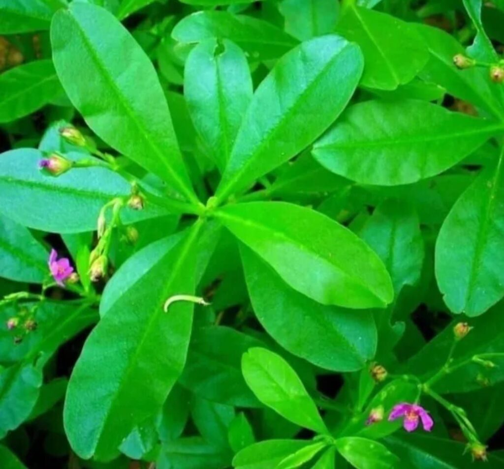 waterleaf 4