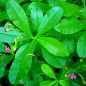 Waterleaf Seeds, Efo gbure, Mgbolodi, Ebe Dondon, mmong-mmong ikong